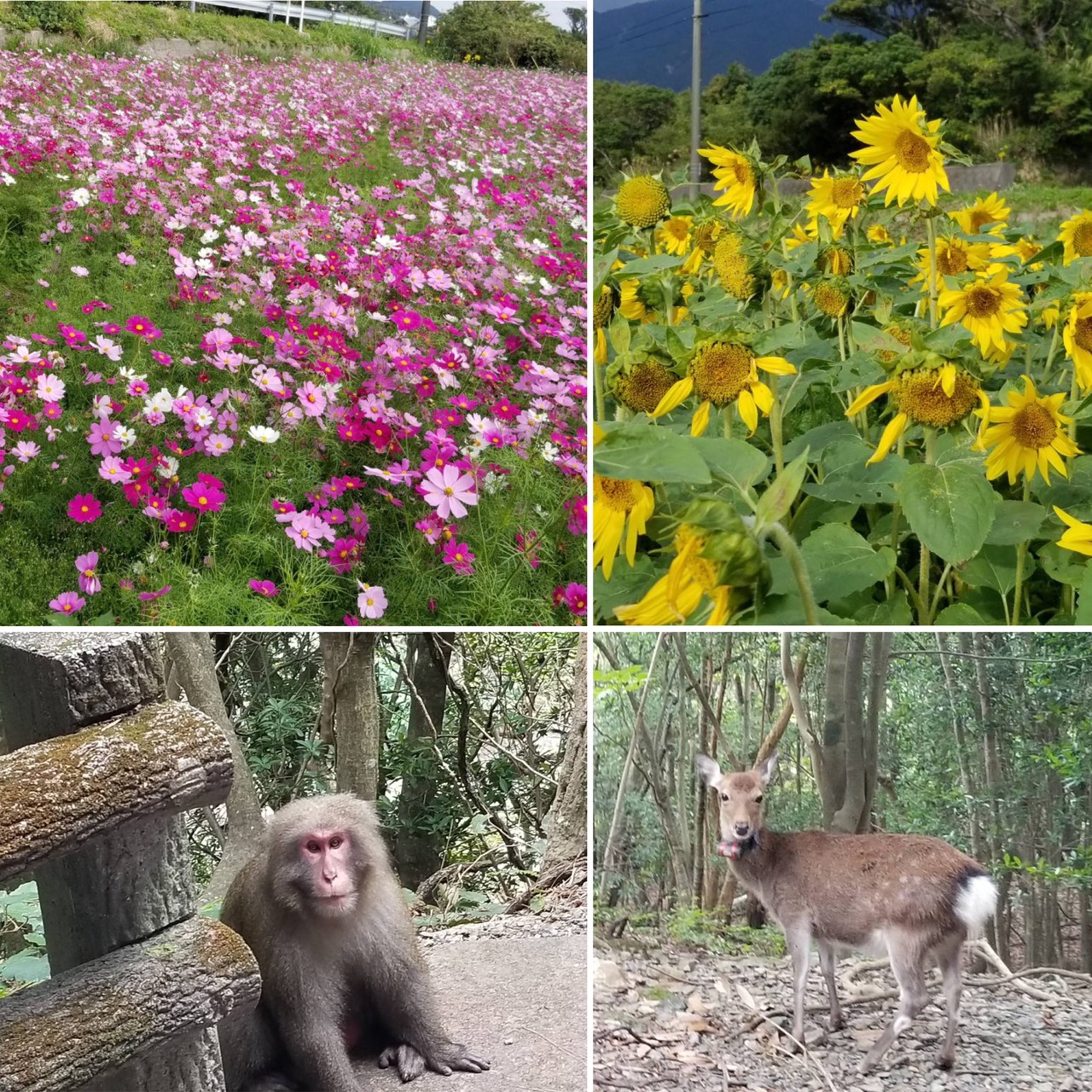 結の島 看護師 屋久島徳洲会病院より、宿舎と病院周辺の紹介です。