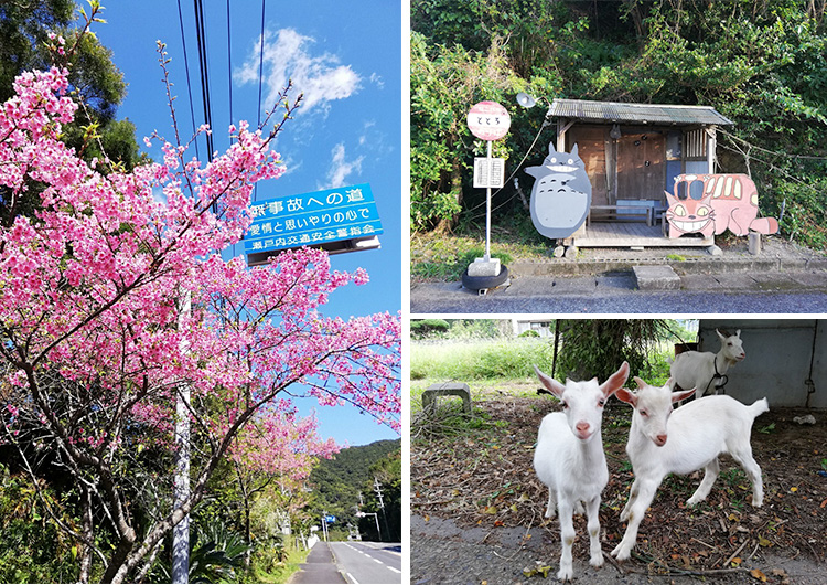 瀬戸内徳洲会病院 看護師 短期 離島